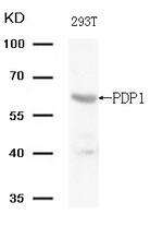 PDP1 Polyclonal Antibody