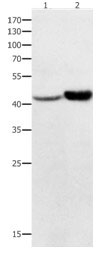NFKBID Antibody in Western Blot (WB)