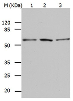 BAG5 Antibody in Western Blot (WB)