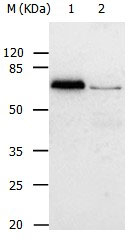 ABCB8 Antibody in Western Blot (WB)