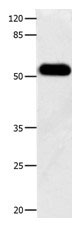DOK3 Antibody in Western Blot (WB)
