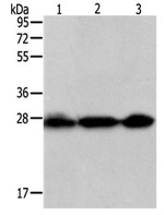 PDCD10 Antibody in Western Blot (WB)