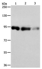 PIWIL4 Antibody in Western Blot (WB)
