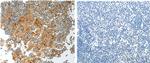 PRCP Polyclonal Antibody