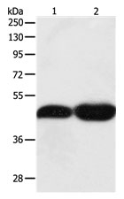 TEKT1 Antibody in Western Blot (WB)