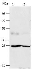 KGF Antibody in Western Blot (WB)