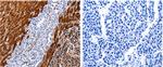 Cullin 4A Polyclonal Antibody