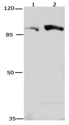 Cullin 4A Antibody in Western Blot (WB)