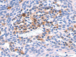 KISS1R Antibody in Immunohistochemistry (Paraffin) (IHC (P))