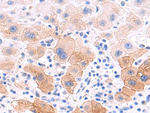 KISS1R Polyclonal Antibody