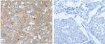 BPIL1 Polyclonal Antibody