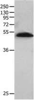 BPIL1 Antibody in Western Blot (WB)