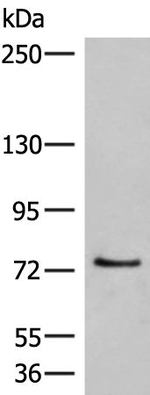 MCMBP Antibody in Western Blot (WB)