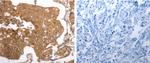 MMP27 Polyclonal Antibody
