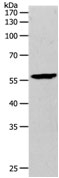 MMP27 Antibody in Western Blot (WB)