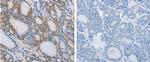 NCK2 Polyclonal Antibody