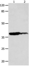 LPAR4 Antibody in Western Blot (WB)
