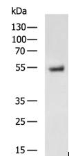 PGA3 Antibody in Western Blot (WB)