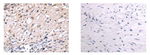 SPAG4 Polyclonal Antibody