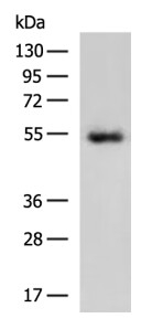 SPAG4 Antibody in Western Blot (WB)