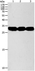 NIT2 Antibody in Western Blot (WB)