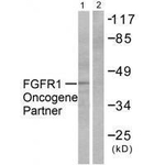 FGFR1OP Antibody in Western Blot (WB)