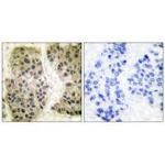 GANP Polyclonal Antibody