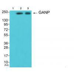 GANP Antibody in Western Blot (WB)