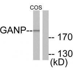 GANP Antibody in Western Blot (WB)