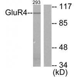 mGluR4 Antibody in Western Blot (WB)