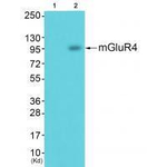 mGluR4 Antibody in Western Blot (WB)