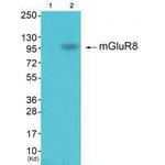 mGluR8 Antibody in Western Blot (WB)