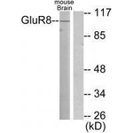 mGluR8 Antibody in Western Blot (WB)