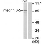 ITGB5 Antibody in Western Blot (WB)