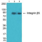 ITGB5 Antibody in Western Blot (WB)