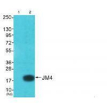 JM4 Antibody in Western Blot (WB)