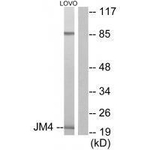 JM4 Antibody in Western Blot (WB)