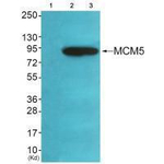 MCM5 Antibody in Western Blot (WB)