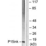 CDKN2B Antibody in Western Blot (WB)