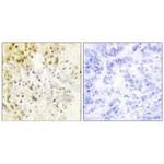 Cyclin L1 Polyclonal Antibody