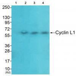 Cyclin L1 Antibody in Western Blot (WB)