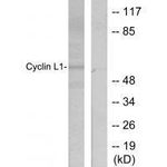 Cyclin L1 Antibody in Western Blot (WB)