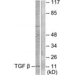 TGF beta-3 Antibody in Western Blot (WB)