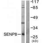SENP8 Antibody in Western Blot (WB)