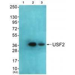 USF2 Antibody in Western Blot (WB)