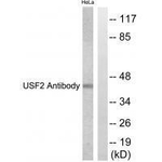 USF2 Antibody in Western Blot (WB)