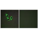 ANO9 Polyclonal Antibody