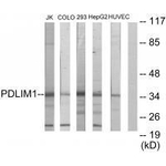 PDLIM1 Antibody in Western Blot (WB)