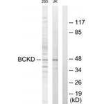 BCKDK Antibody in Western Blot (WB)