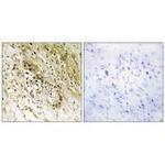 PDZD2 Antibody in Immunohistochemistry (Paraffin) (IHC (P))